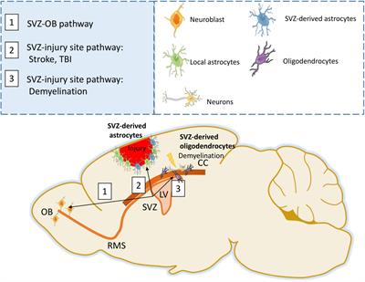 Astrocyte and Oligodendrocyte Responses From the Subventricular Zone After Injury